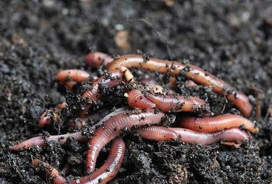 Panduan-cara-beternak-cacing-tanah-untuk-pemula (1)
