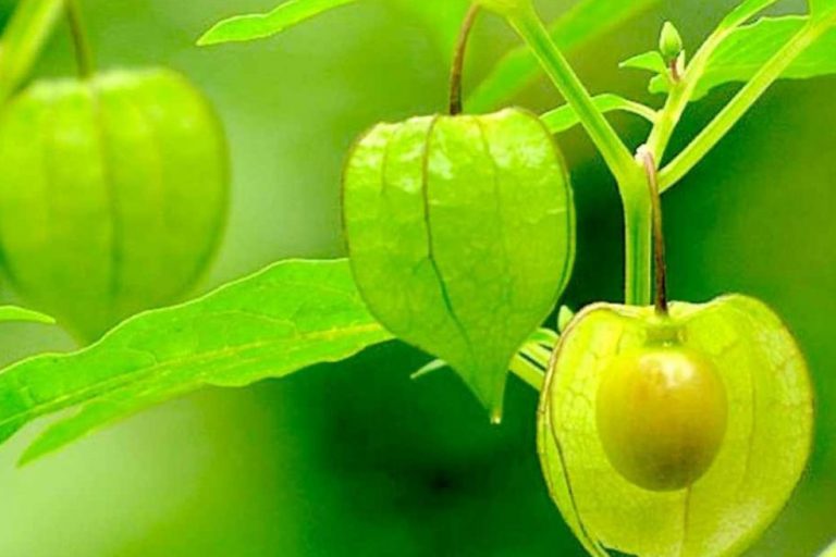 buah-Ciplukan-golden-berrry-768x512