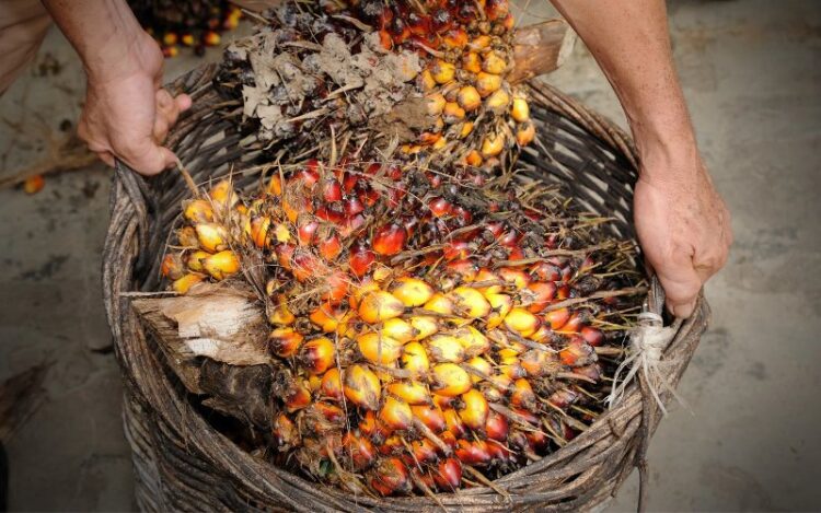 Harga-TBS-Kelapa-Sawit-1-750x469