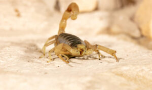 istockphoto-1214122572-612x612